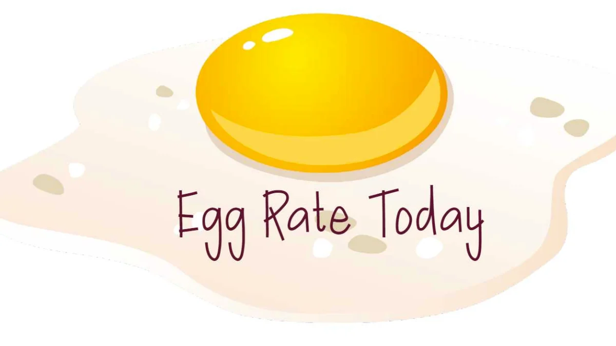 Chennai Egg Rate